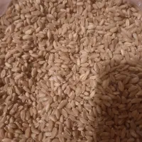 گندم تمیز تمیز