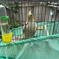 عروس هلندی