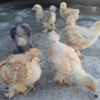 جوجه برهما ۱ ماهه اصل