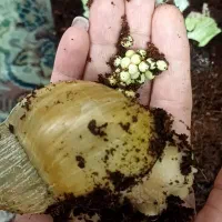 فروش حلزون آچاتینا سوپر مولد، مولد ،جوجه کلاژن ساز