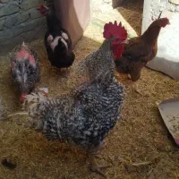 مرغ خروس