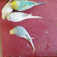 واگذاری پرنده