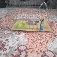 قفس مرغ عشق یکی بزرگ یکی گوچک هست