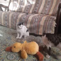 واگذاری گربه ماده