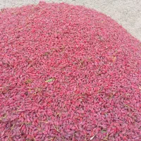 زرشک پفکی اعلا