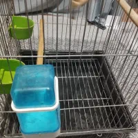قفس پرنده عروس هلندی