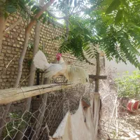 نیمچه خروس فونیکس وارداتی