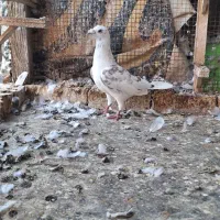 کبوتر .