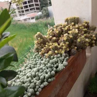 گل های آپارتمانی