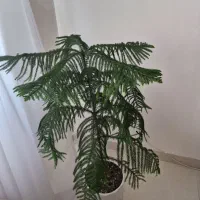 کاج|گل و گیاه طبیعی|جم, |دیوار