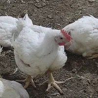 مرغ زنده به قیمت مرغداری