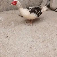 اردک خارجی بالغ