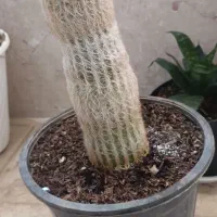 کاکتوس