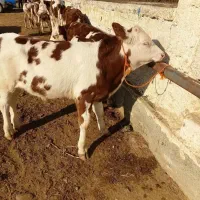 فروش سیمینتال قرمز درجه یک
