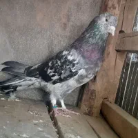 کبوتر پرشی
