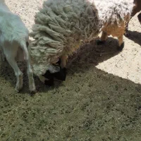بره ماده
