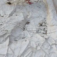 کبوتر
