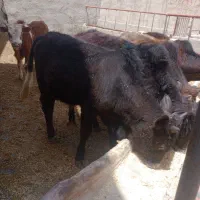 گوساله گیلدورگ نر پای پروار