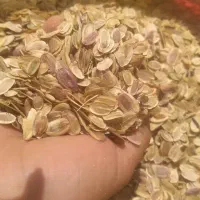 نیازمند نیروی برداشت شیر انغوزه