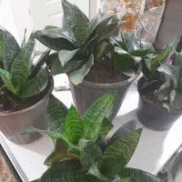 سانسوریا سبز سانس مهتابی