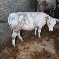 یک عدد گوساله ماده بلژیک ناب و درجه یک