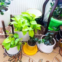 گل و گلدان زیبا و تمیز
