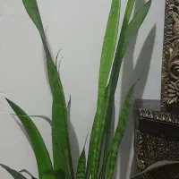 گل سانسوریا زیبا