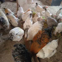 مرغ وخروس برهما رسمی اردک