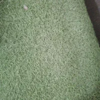چمن