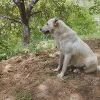 سرابی|سگ|اسدآباد, |دیوار