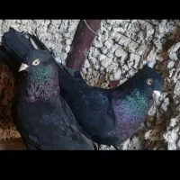 زاغ بمی