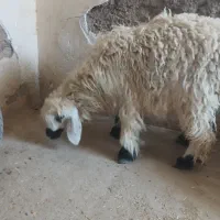 بره نر
