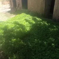 نشا گوجه فرنگی