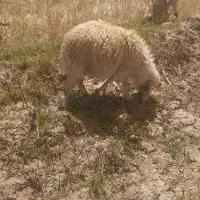 بره نر