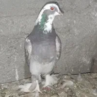 کبوتر|پرنده|مرند, |دیوار