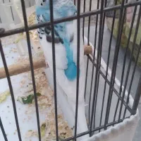 فروش مرغ عشق ماده جوان
