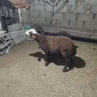 2 راس بره جنس افشار