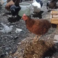 20 مرغ 2 خروس و 11 جوجه دو ماهه