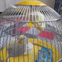 مرغ عشق