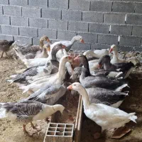 غاز ارگانیک خونگی اصیل درجه یک مناسب پذیرایی مهمان