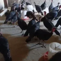 بوقلمون برنز