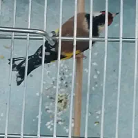 سهره نر قواره دار قرص بخون  باقفس عتیقه