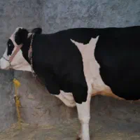 گاو شیری‌ سیمیتال