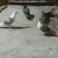 کبوتر
