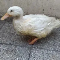 اردک|حیوانات مزرعه|قم, دروازه ری|دیوار