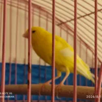 قناری ماده رسمی بلند