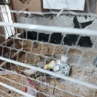 فنچ گله ای زبرا