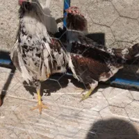 مرغ وخروس گلین