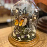 مجسمه تندیس ماکت پروانه طبیعی کادو هدیه دکوری