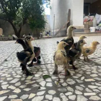 جوجه برهما